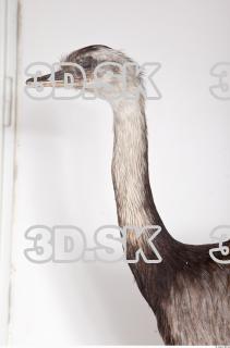 Emus neck photo reference 0007